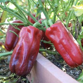 Red Impact, (F1) Pepper Seeds